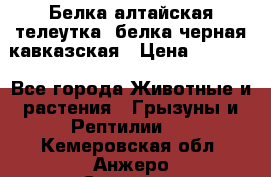 Белка алтайская телеутка, белка черная кавказская › Цена ­ 5 000 - Все города Животные и растения » Грызуны и Рептилии   . Кемеровская обл.,Анжеро-Судженск г.